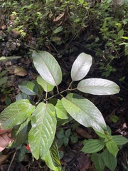 Auerodendron pauciflorum