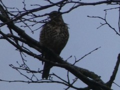 Turdus viscivorus
