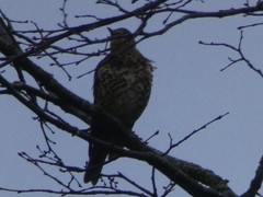 Turdus viscivorus