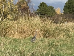 Ardea herodias fannini