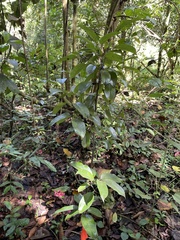 Auerodendron pauciflorum