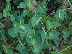 Aristolochia paucinervis