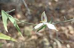Carlowrightia