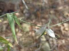 Carlowrightia
