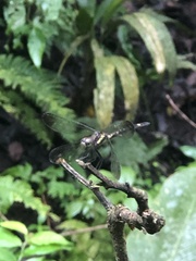 Micrathyria laevigata