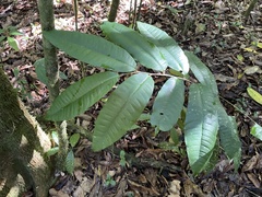 Chrysophyllum argenteum