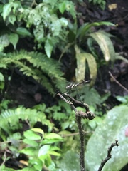Micrathyria laevigata