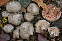 Entoloma saundersii