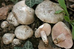 Entoloma saundersii