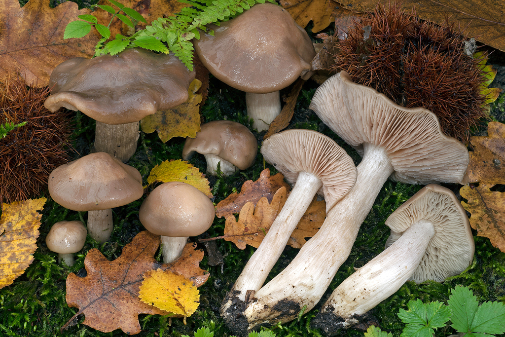 Entoloma lividoalbum