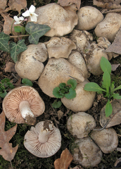 Entoloma saundersii