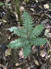 Adiantum latifolium