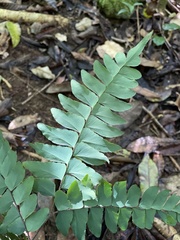Adiantum latifolium