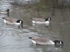 Branta canadensis