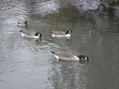 Branta canadensis