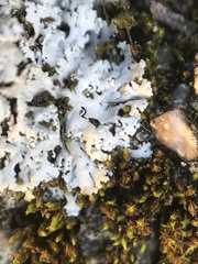 Physcia tribacia
