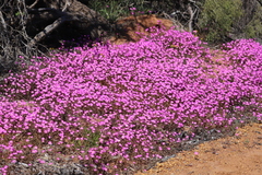 Calandrinia polyandra