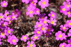 Calandrinia polyandra