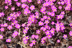 Calandrinia polyandra