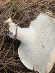 Hydnum subolympicum