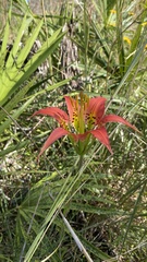 Lilium catesbaei image