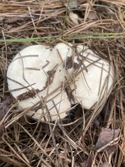 Hydnum subolympicum