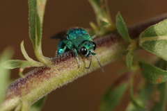 Chrysis conica