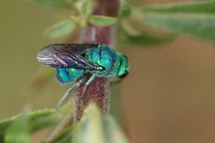 Chrysis conica