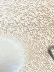Hydnum subolympicum