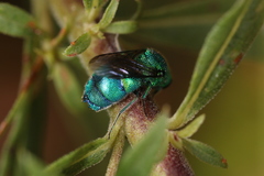 Chrysis conica