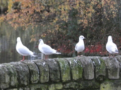 Chroicocephalus ridibundus