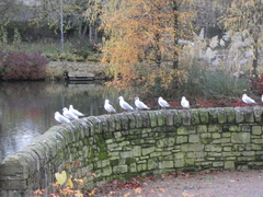 Chroicocephalus ridibundus