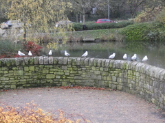 Chroicocephalus ridibundus