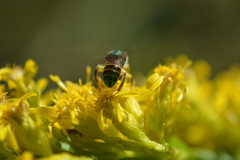 Agapostemon poeyi