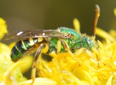 Agapostemon poeyi