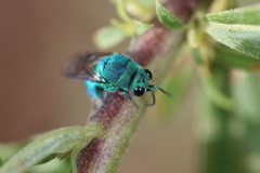 Chrysis conica