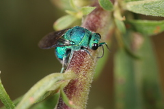 Chrysis conica