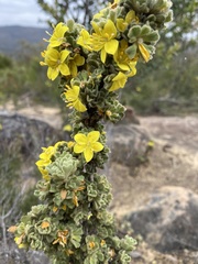 Asterolasia phebalioides