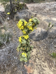 Asterolasia phebalioides