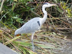 Ardea cinerea