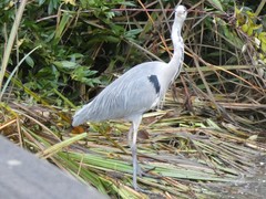 Ardea cinerea
