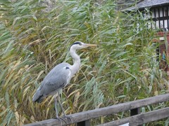 Ardea cinerea