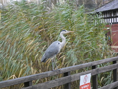 Ardea cinerea