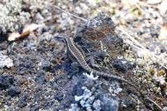 Liolaemus septentrionalis