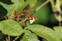Cyanophrys herodotus
