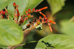 Cyanophrys herodotus