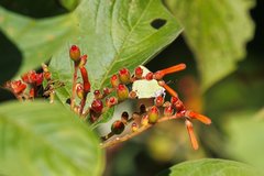 Cyanophrys herodotus