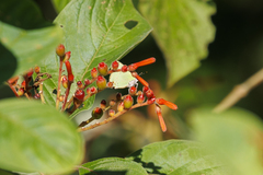 Cyanophrys herodotus