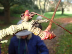 Sorbus discolor