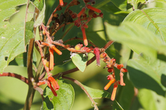 Cyanophrys herodotus